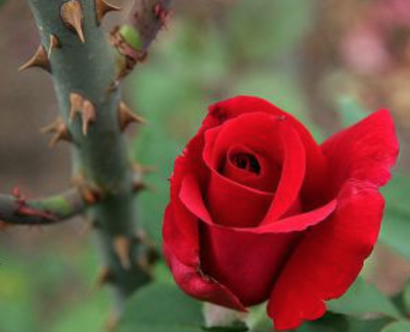 Yaakov Avinu – The Owner of the Thorns by Rav Brazil | Parsha Vayechi