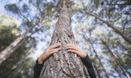 Purim – The Fifty Cubit Post Upon Which Haman Was Hung by Rav Brazil | Parshas Terumah