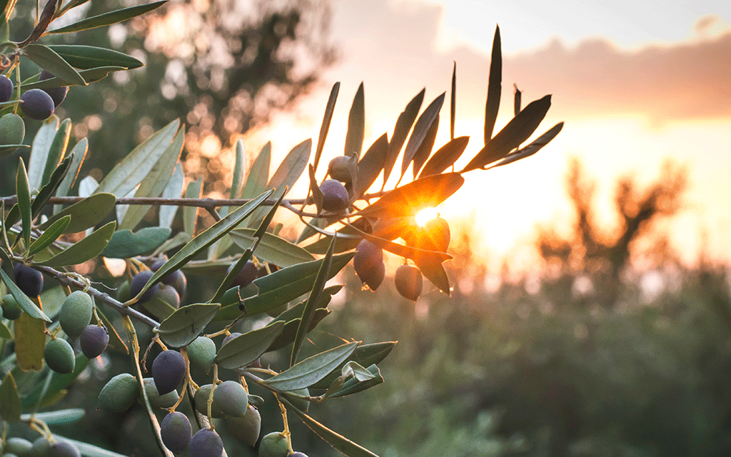 The Effect of Enhancing Mitzvos and Aveiros by Rav Brazil | Parshas Pinchas