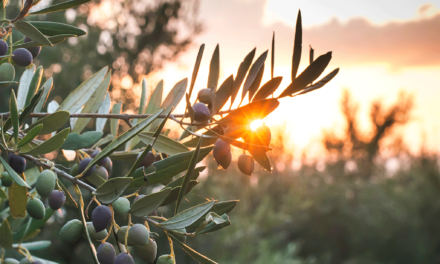 The Effect of Enhancing Mitzvos and Aveiros by Rav Brazil | Parshas Pinchas